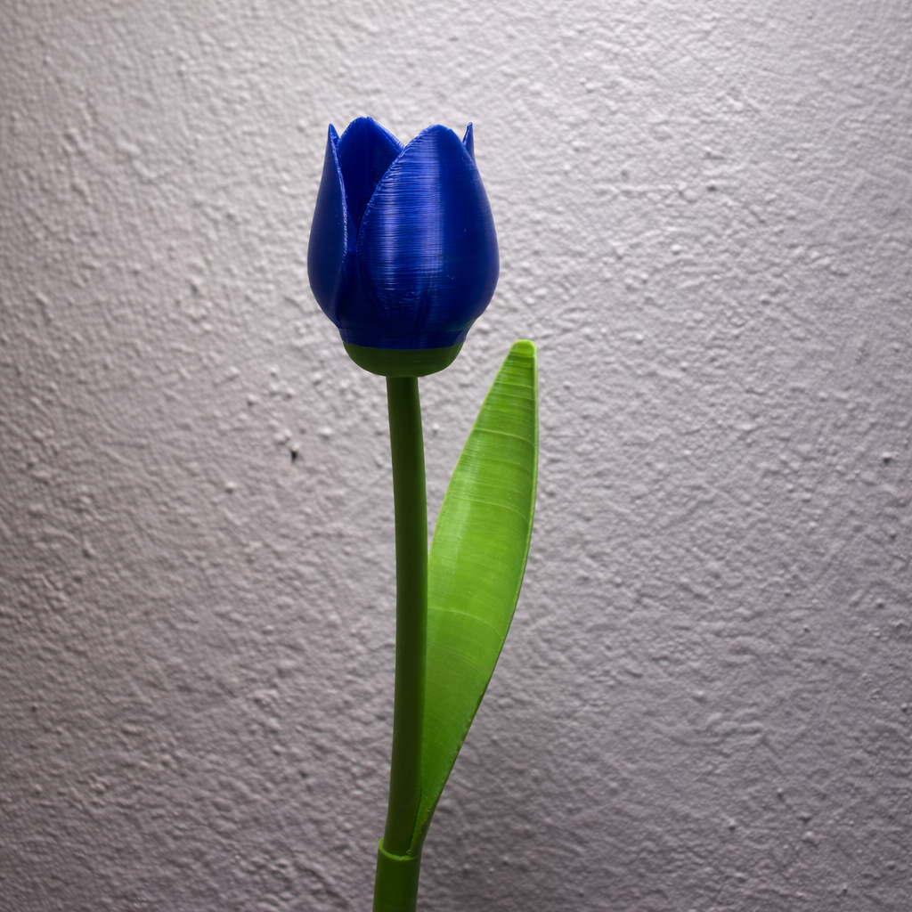 Tulipan