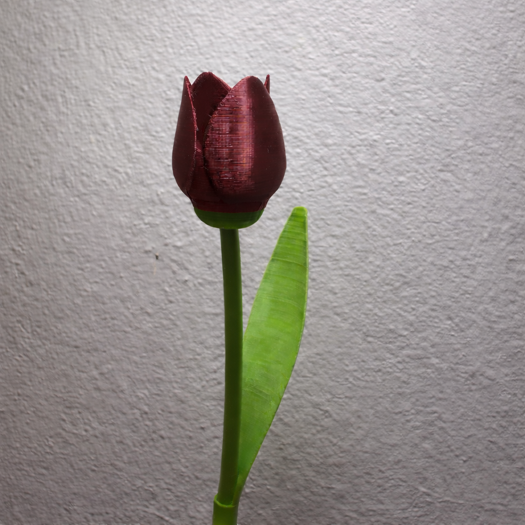 Tulipan