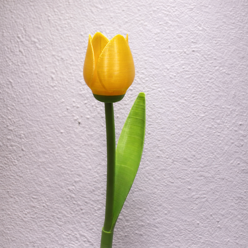 Tulipan