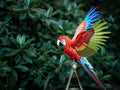Life-Size Macaw – Limited Edition Interiør Skulptur